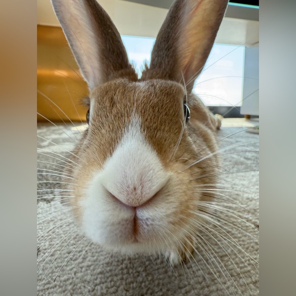 EASTER GIFT AWAY - BUY ANYTHING $10 or more and/or BUNNY 🐰🐰🐰 & ENTER TO WIN - Picture 6 of 16